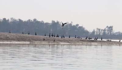 नेपालमा १६२ प्रजातिका जलपक्षी 