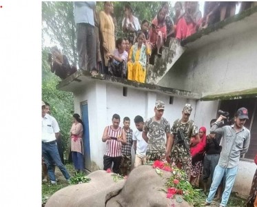 सेप्टिक ट्यांकीमा परेर जंगली हात्तीको निधन 