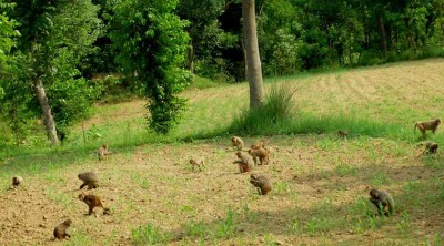 बादरले दुखः दिएपछि किसान लागे कागती खेतीतिर