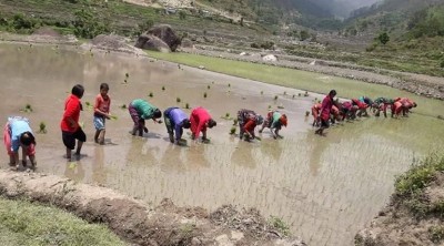 साउन सकिए पनि रोपाइँको काम अझै बाँकी, धानको उत्पादन घट्ने