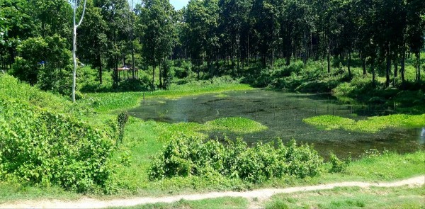 प्रकृतिको उपहार : बाघझोडा सिमसार