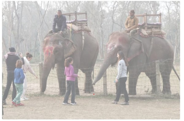 चितवनको बाघमारामा पर्यटक रमाउँदै (तस्बिरहरू)