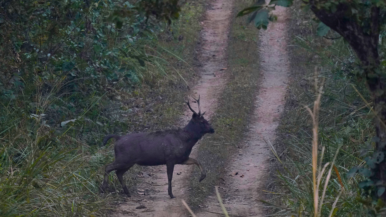 Wildlife_Chitwan-1706319642.jpg