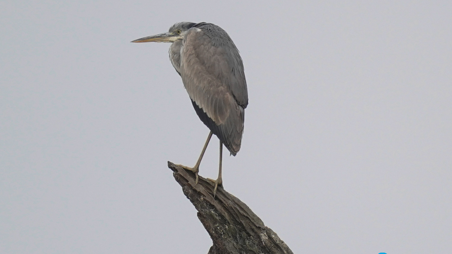 Wildlife_Chitwan-Nepal_11706319761.jpg