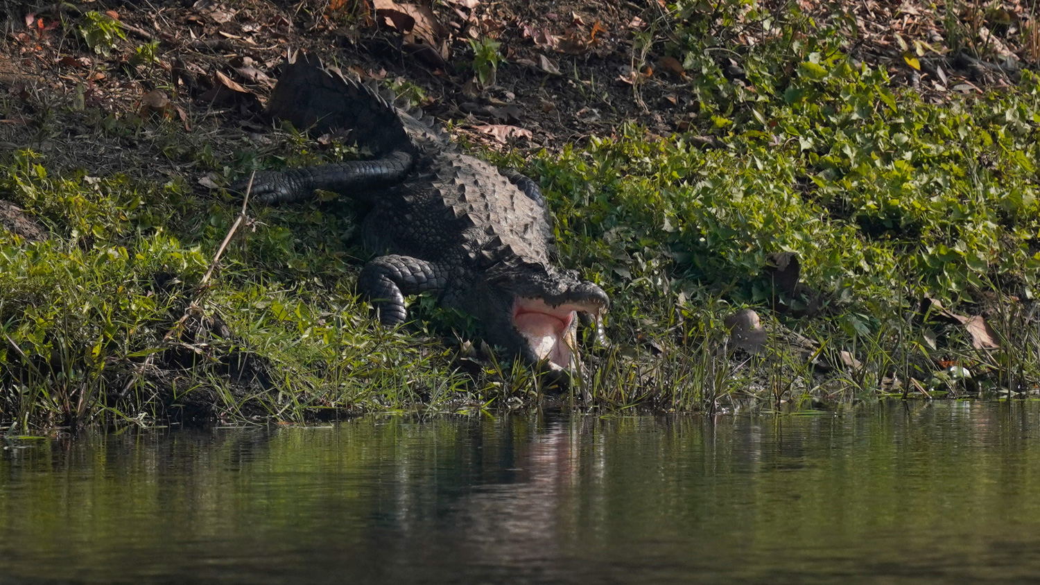 Wildlife_Chitwan-Nepal__21706319679.jpg