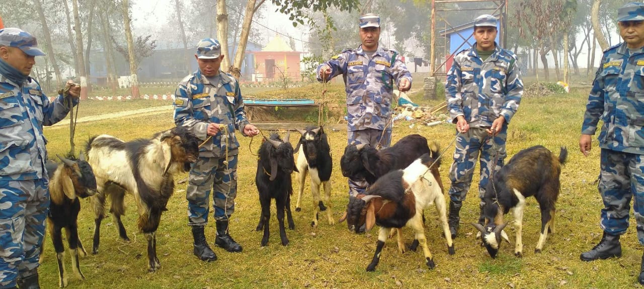 सीमा क्षेत्रबाट २ लाख बराबरको खसीबोका बरामद