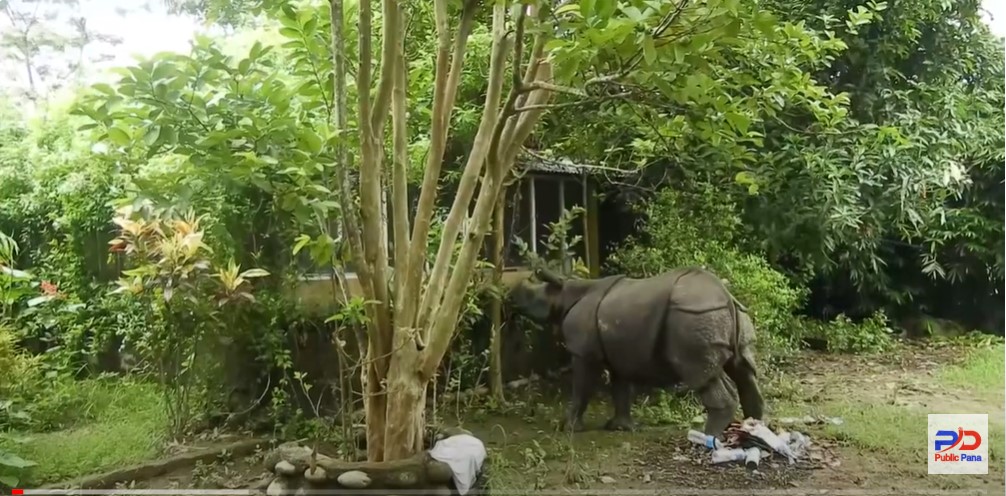 गैँडा पुष्पा र अञ्जलीलाई कोशी टप्पु वन्यजन्तु आरक्षमा पठाइने -  भिडियो