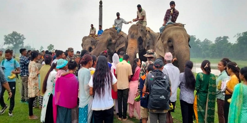 विश्व हात्ती दिवस :   फलफूल खुवाएर मनाइयो