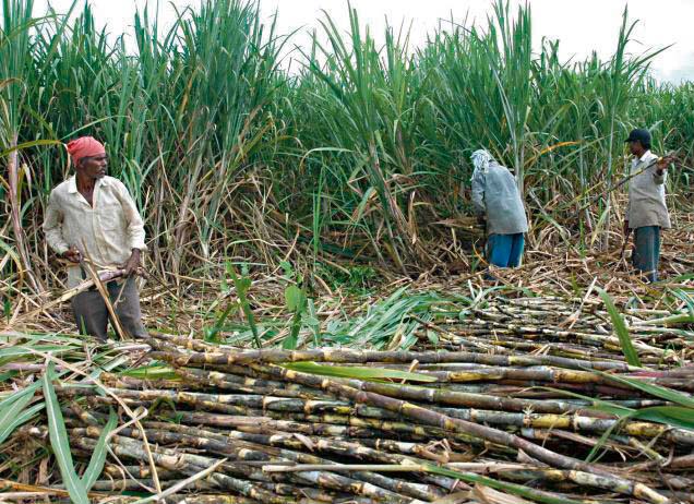 सर्लाहीका उखु किसानले एक वर्षपछि पाए सरकारी अनुदानबापतको रकम